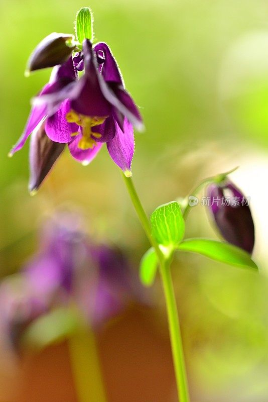 水仙花/耧斗菜花